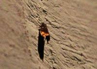 Attēlu rezultāti vaicājumam “Pammene rhediella”