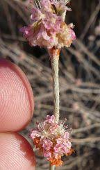 Attēlu rezultāti vaicājumam “Galium elongatum flower”