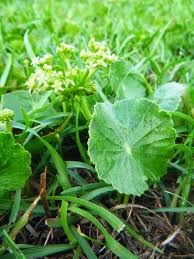 Attēlu rezultāti vaicājumam “Hydrocotyle vulgaris fruit”