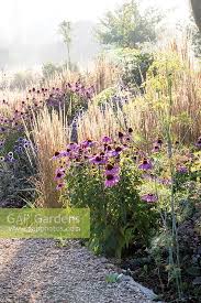 Attēlu rezultāti vaicājumam “Calamagrostis purpurea flower”