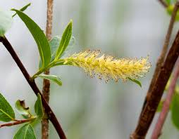 Attēlu rezultāti vaicājumam “Salix pentandra flower”