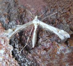 Attēlu rezultāti vaicājumam “Platyptilia gonodactyla”