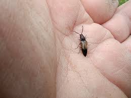 Attēlu rezultāti vaicājumam “Ctenicera pectinicornis male”