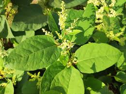 Attēlu rezultāti vaicājumam “Reynoutria japonica flower”