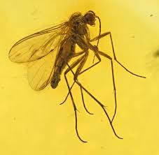 Attēlu rezultāti vaicājumam “Sciaridae”