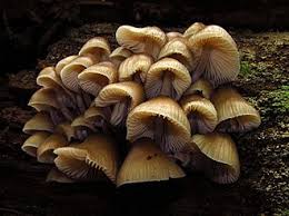 Attēlu rezultāti vaicājumam “Mycena”