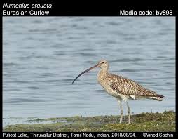 Attēlu rezultāti vaicājumam “Numenius arquata”