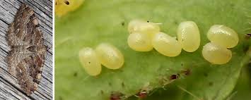 Attēlu rezultāti vaicājumam “Hydria cervinalis”