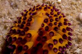 Image result for Salvelinus youngeri