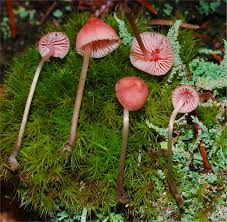 Attēlu rezultāti vaicājumam “Mycena rosella”