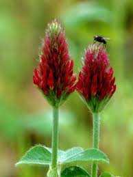 Attēlu rezultāti vaicājumam “Collaria rubens”