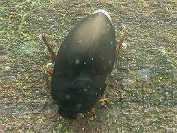 Attēlu rezultāti vaicājumam “Ilybius sp.”