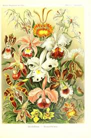 Attēlu rezultāti vaicājumam “Orchidaceae”