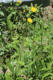 Attēlu rezultāti vaicājumam “Hieracium laevigatum”