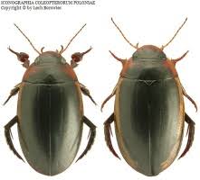 Attēlu rezultāti vaicājumam “Hydaticus transversalis”