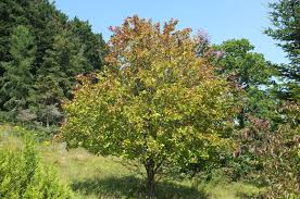 Attēlu rezultāti vaicājumam “Crataegus x macrocarpa leaf”