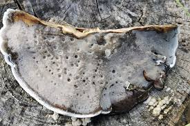 Attēlu rezultāti vaicājumam “Bjerkandera adusta”