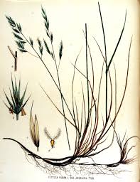 Attēlu rezultāti vaicājumam “Festuca arenaria”