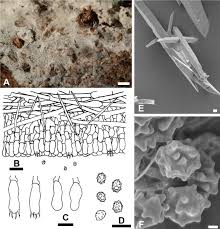 Attēlu rezultāti vaicājumam “Trechispora mollusca”