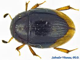 Attēlu rezultāti vaicājumam “Hydrophilidae”