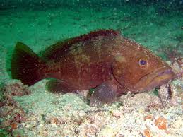 Image result for Epinephelus costae