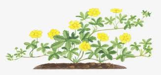 Attēlu rezultāti vaicājumam “Potentilla reptans flower”