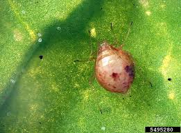 Attēlu rezultāti vaicājumam “Aphididae”