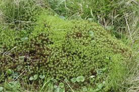 Attēlu rezultāti vaicājumam “Polytrichum commune var. perigoniale”