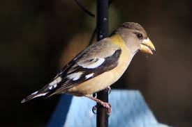 Image result for Hesperiphona vespertina