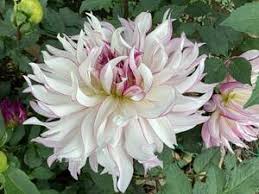 Image result for DIAMOND 貝谷