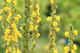 Attēlu rezultāti vaicājumam “Verbascum densiflorum leaf”