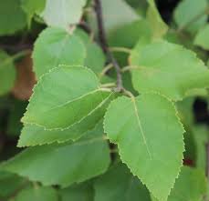 Attēlu rezultāti vaicājumam “Betula papyrifera leaf”