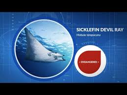 Image result for Mobula tarapacana