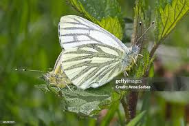 Attēlu rezultāti vaicājumam “Pieris napi female”