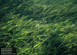 Attēlu rezultāti vaicājumam “Subularia aquatica leaf”