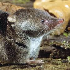 Attēlu rezultāti vaicājumam “Sorex araneus”