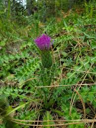 Attēlu rezultāti vaicājumam “Cirsium acaule leaf”