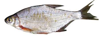 Image result for Blicca bjoerkna