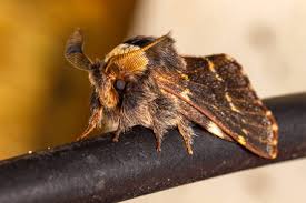 Attēlu rezultāti vaicājumam “Lasiocampidae”