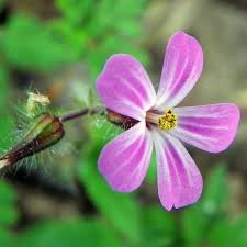 Attēlu rezultāti vaicājumam “Geranium robertianum flower”