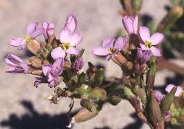 Attēlu rezultāti vaicājumam “Cakile maritima subsp. baltica leaf”
