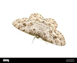 Attēlu rezultāti vaicājumam “Ectropis crepuscularia”