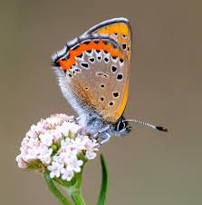 Attēlu rezultāti vaicājumam “Athelia pyriformis”