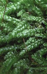 Attēlu rezultāti vaicājumam “Plagiothecium laetum”