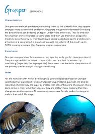 Image result for Hyporthodus quernus