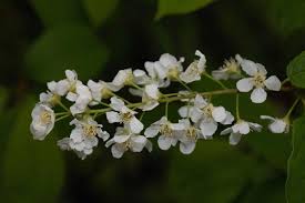 Attēlu rezultāti vaicājumam “Prunus cerasifera var. divaricata flower”