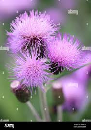 Attēlu rezultāti vaicājumam “Cirsium heterophyllum flower”