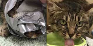 Image result for cat found