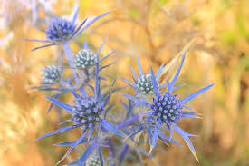 Attēlu rezultāti vaicājumam “Eryngium planum fruit”