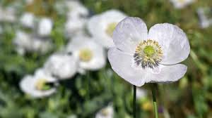 Image result for Papaver somniferum White Cloud